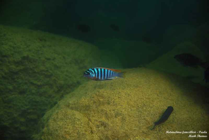 Maylandia fainzilberi 'Puulu'